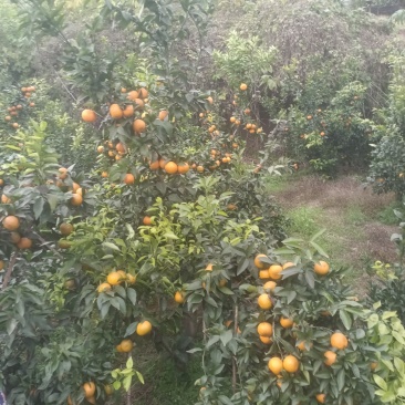 沃柑