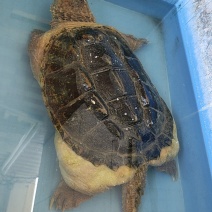 从小养到大的北美鳄鱼龟。