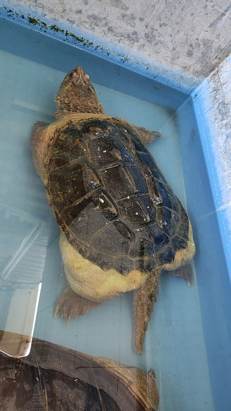 从小养到大的北美鳄鱼龟。
