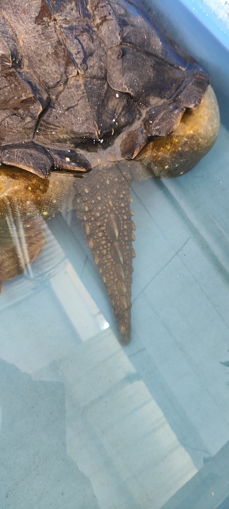 从小养到大的北美鳄鱼龟。