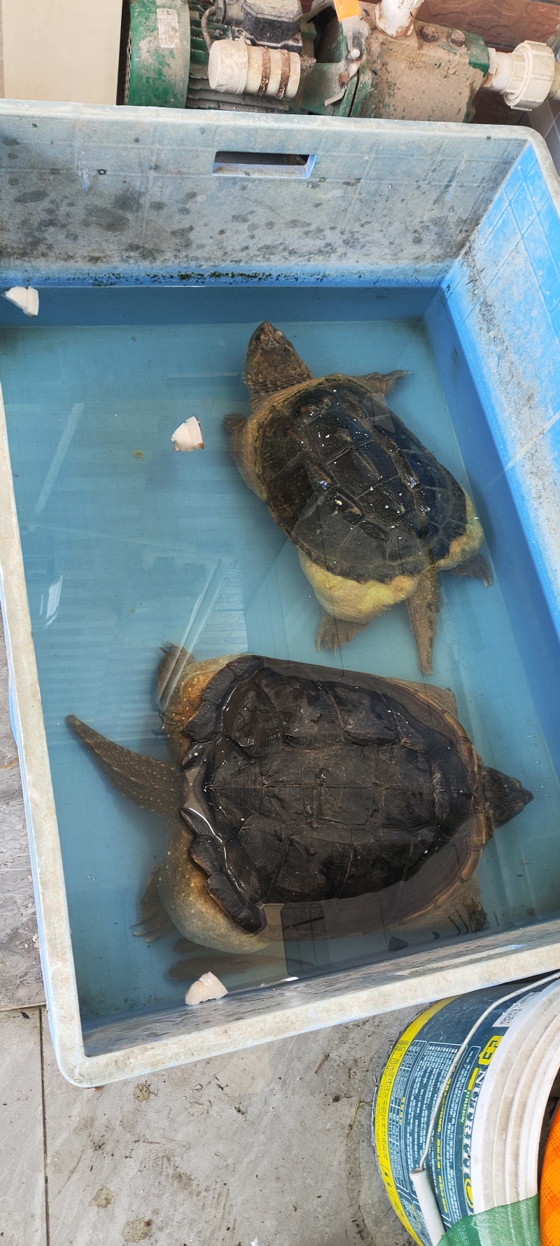从小养到大的北美鳄鱼龟。