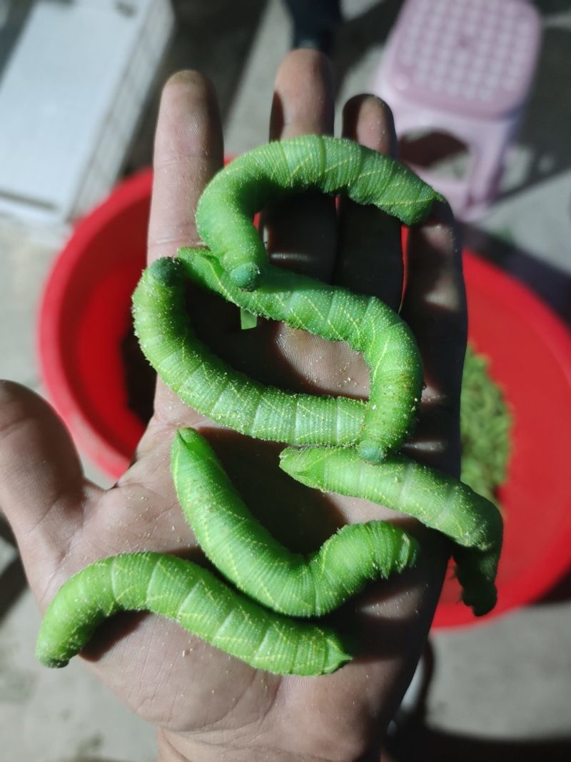 灌云豆丹