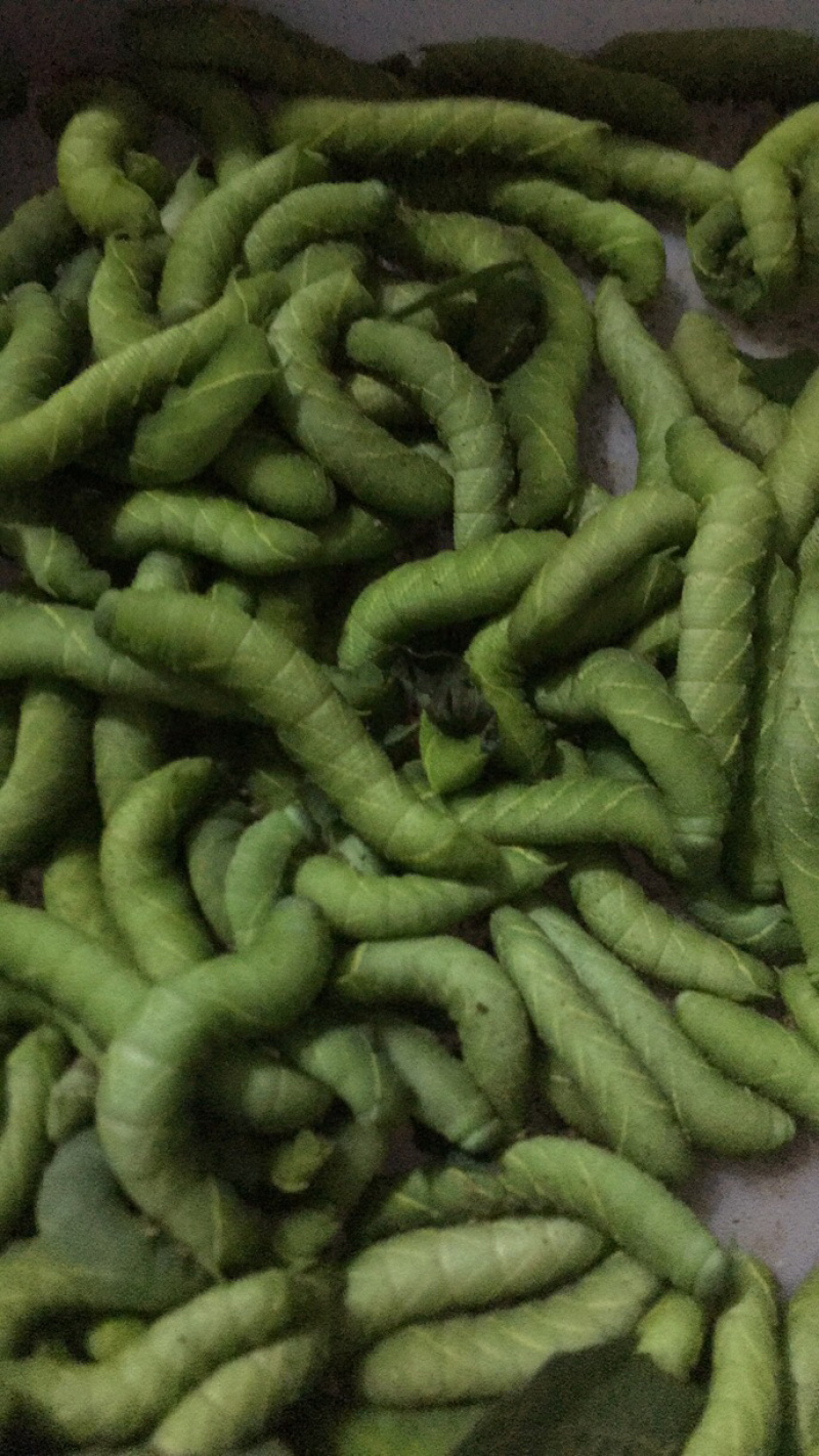 灌云豆丹