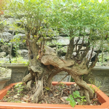 绿化苗木