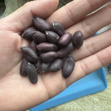 大颗粒富硒花生颗粒饱满精选果