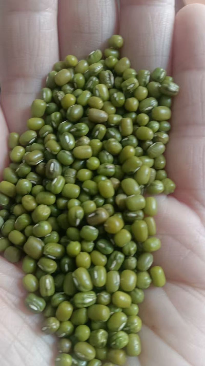 绿豆明绿豆毛绿豆毛杂常年有货