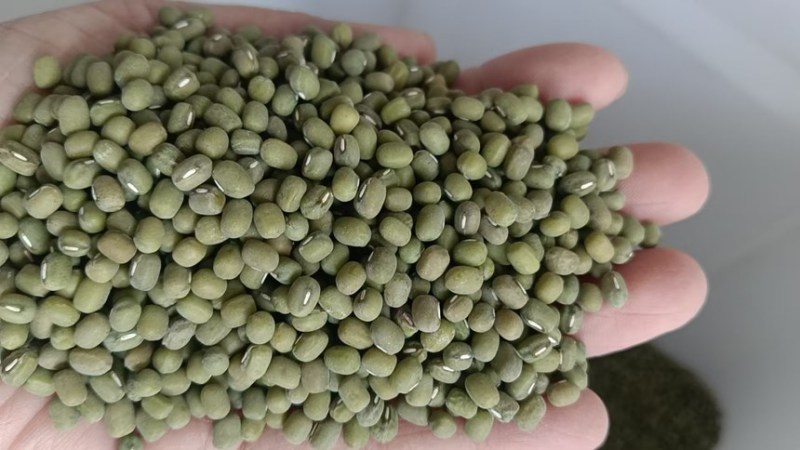 绿豆明绿豆毛绿豆毛杂常年有货