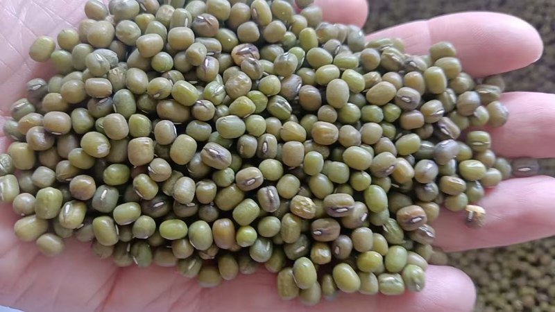 绿豆明绿豆毛绿豆毛杂常年有货