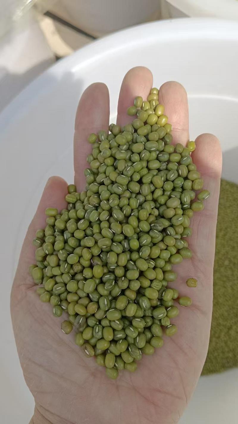 绿豆明绿豆毛绿豆毛杂常年有货