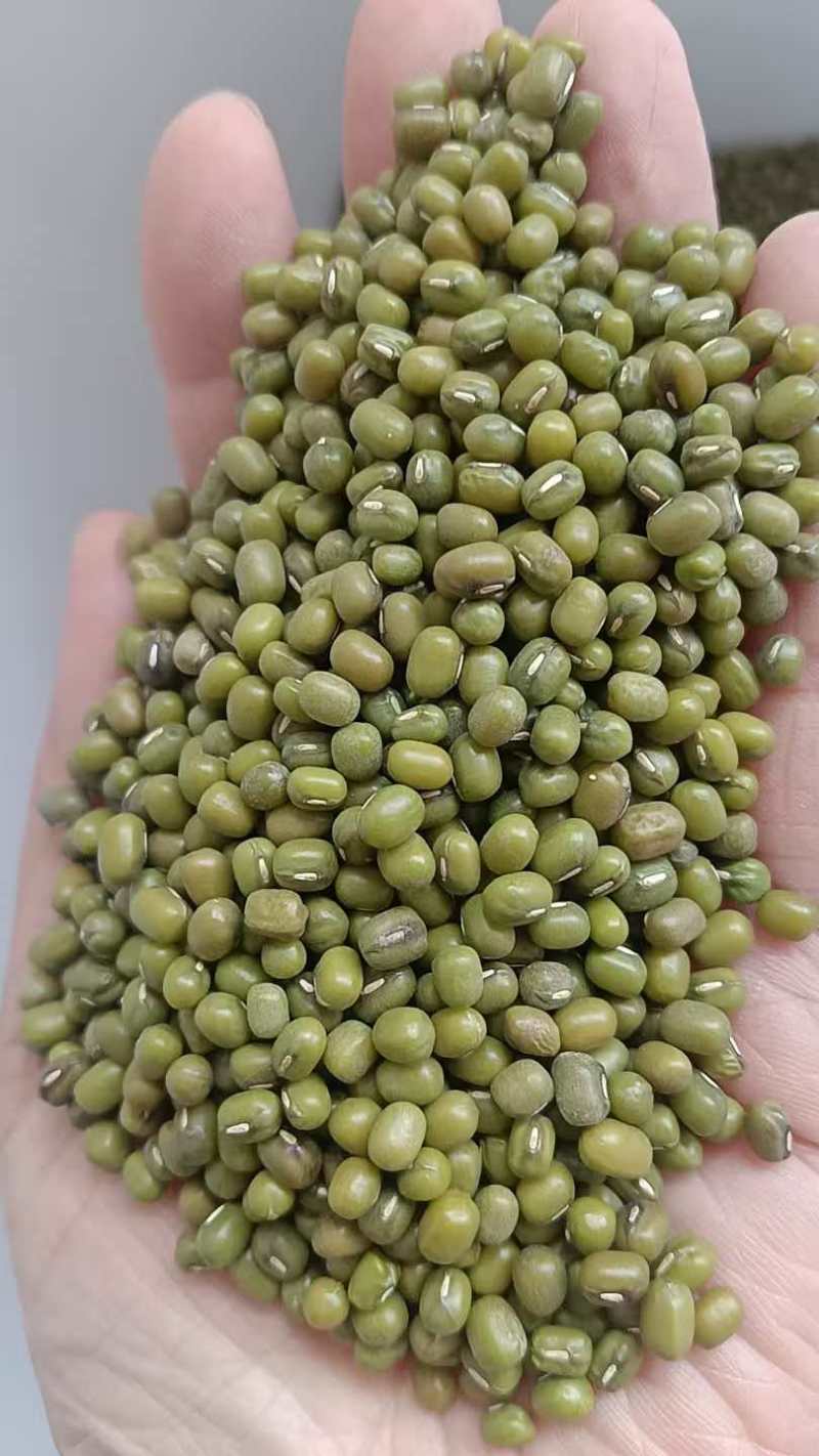 绿豆明绿豆毛绿豆毛杂常年有货