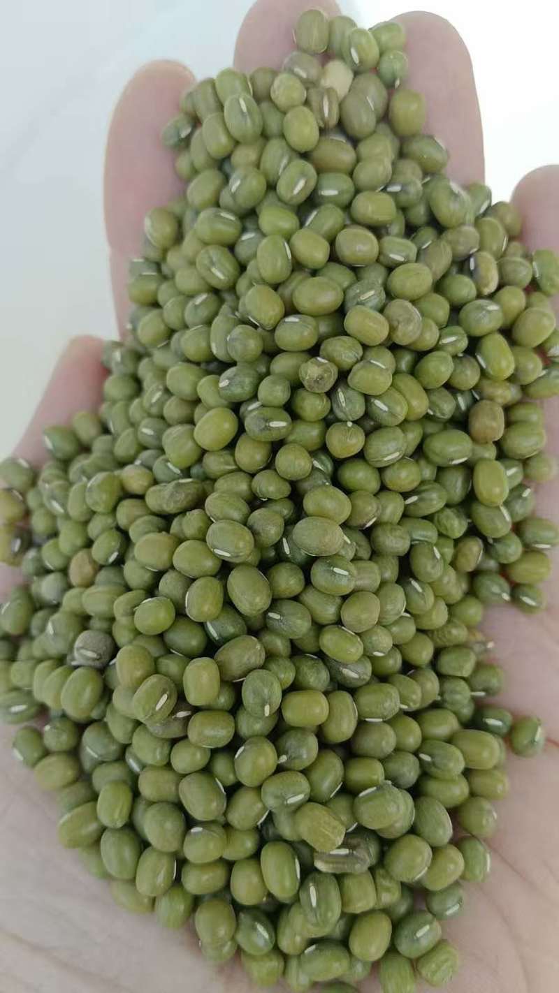 绿豆明绿豆毛绿豆毛杂常年有货
