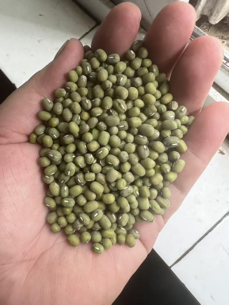 绿豆明绿豆毛绿豆毛杂常年有货
