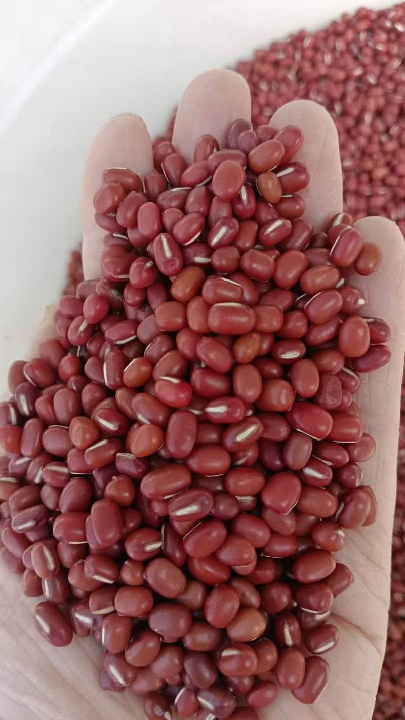 红豆红小豆厂家直发珍珠红农安红规格齐全