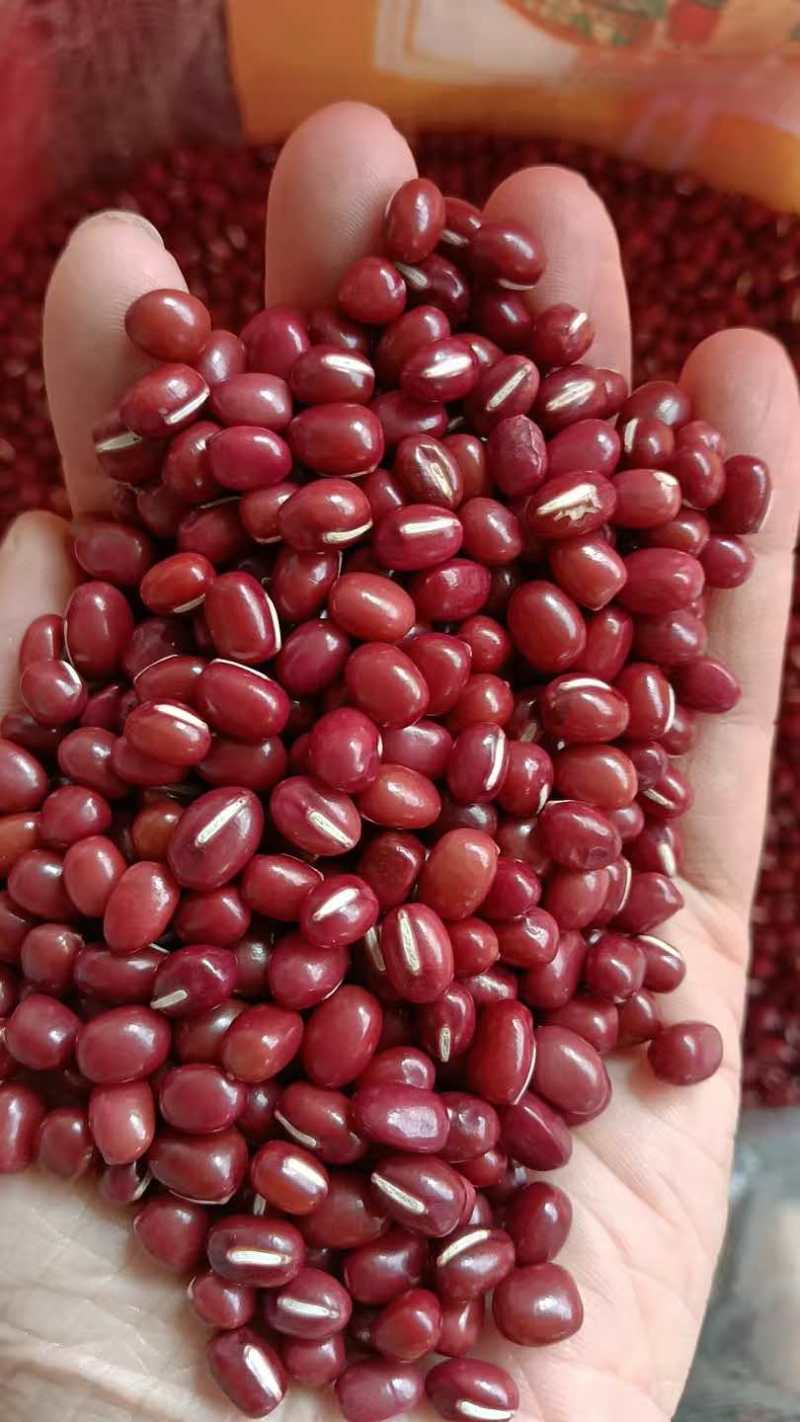 红豆红小豆厂家直发珍珠红农安红规格齐全