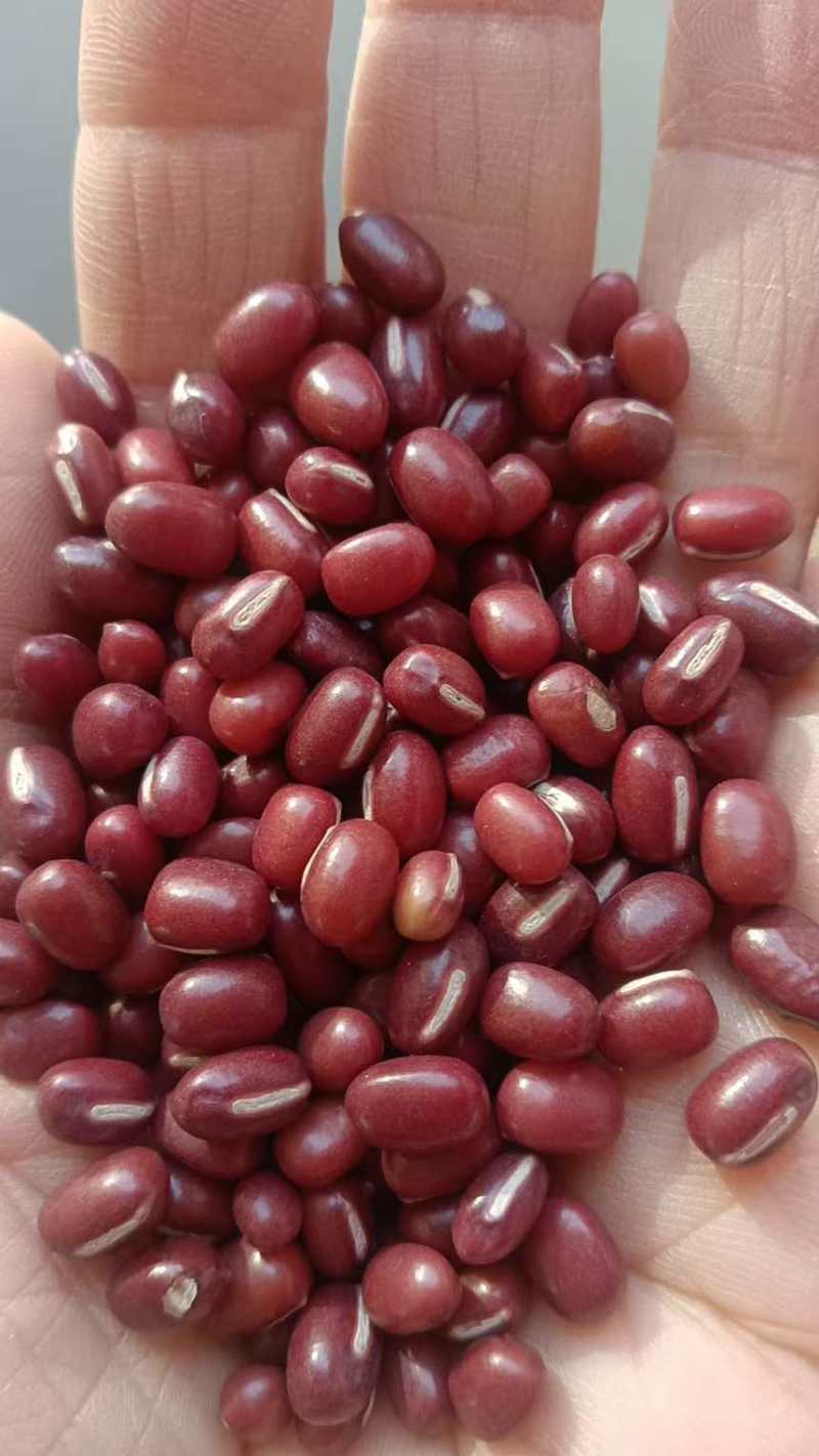 红豆红小豆厂家直发珍珠红农安红规格齐全