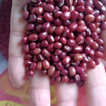 红豆红小豆厂家直发珍珠红农安红规格齐全