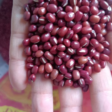 红豆红小豆厂家直发珍珠红农安红规格齐全