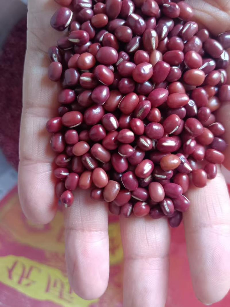 红豆红小豆厂家直发珍珠红农安红规格齐全