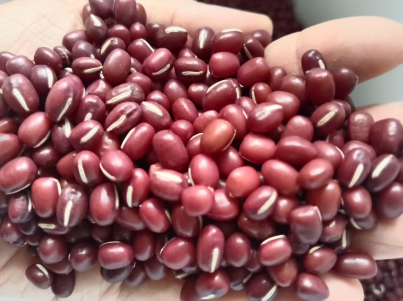 红豆红小豆厂家直发珍珠红农安红规格齐全