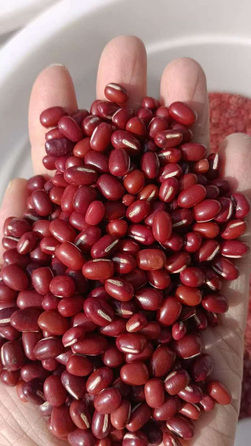 红豆红小豆厂家直发珍珠红农安红规格齐全