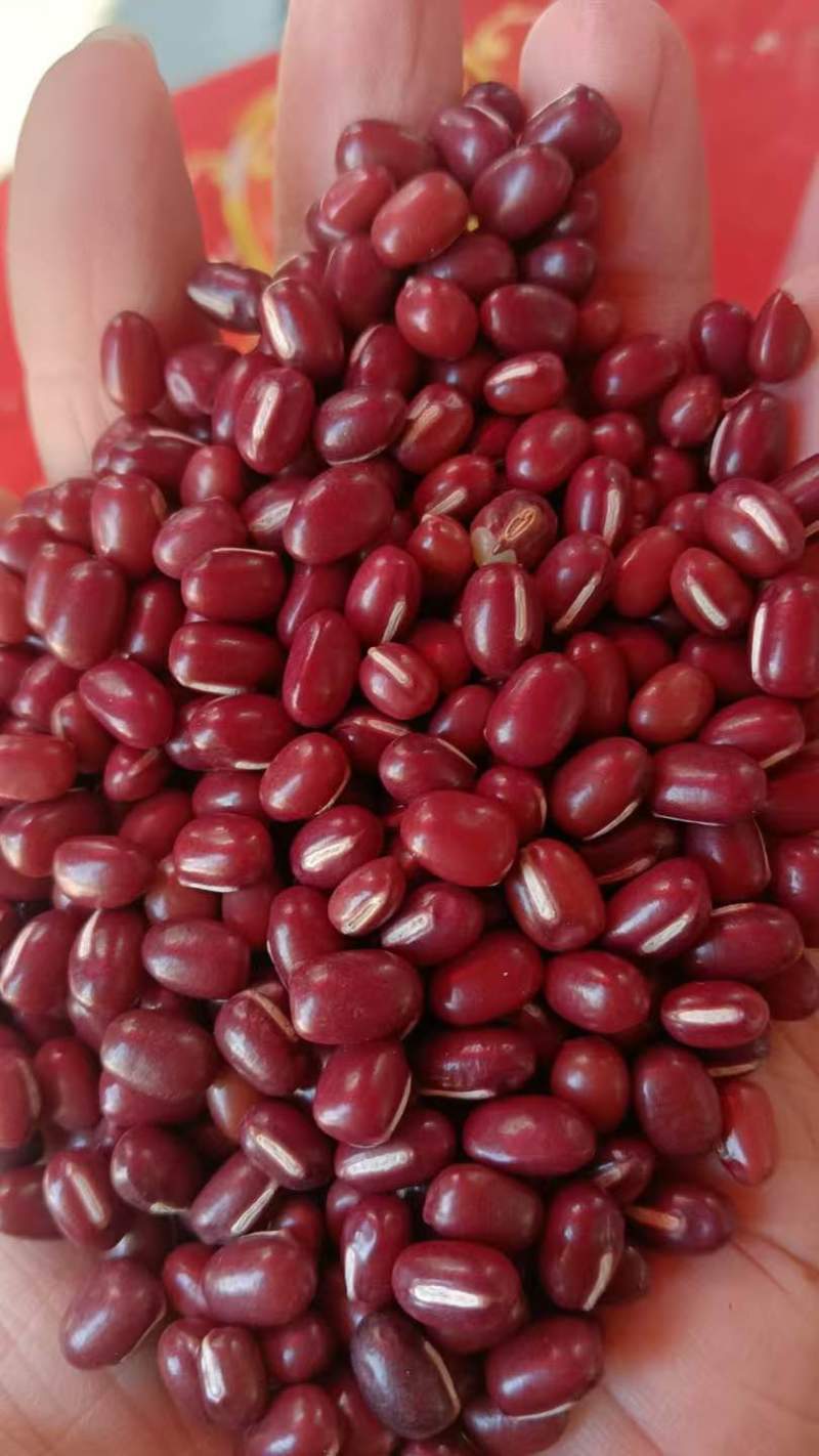 红豆红小豆厂家直发珍珠红农安红规格齐全