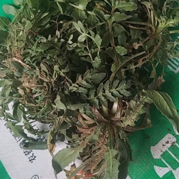 精品荠菜