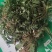 精品荠菜