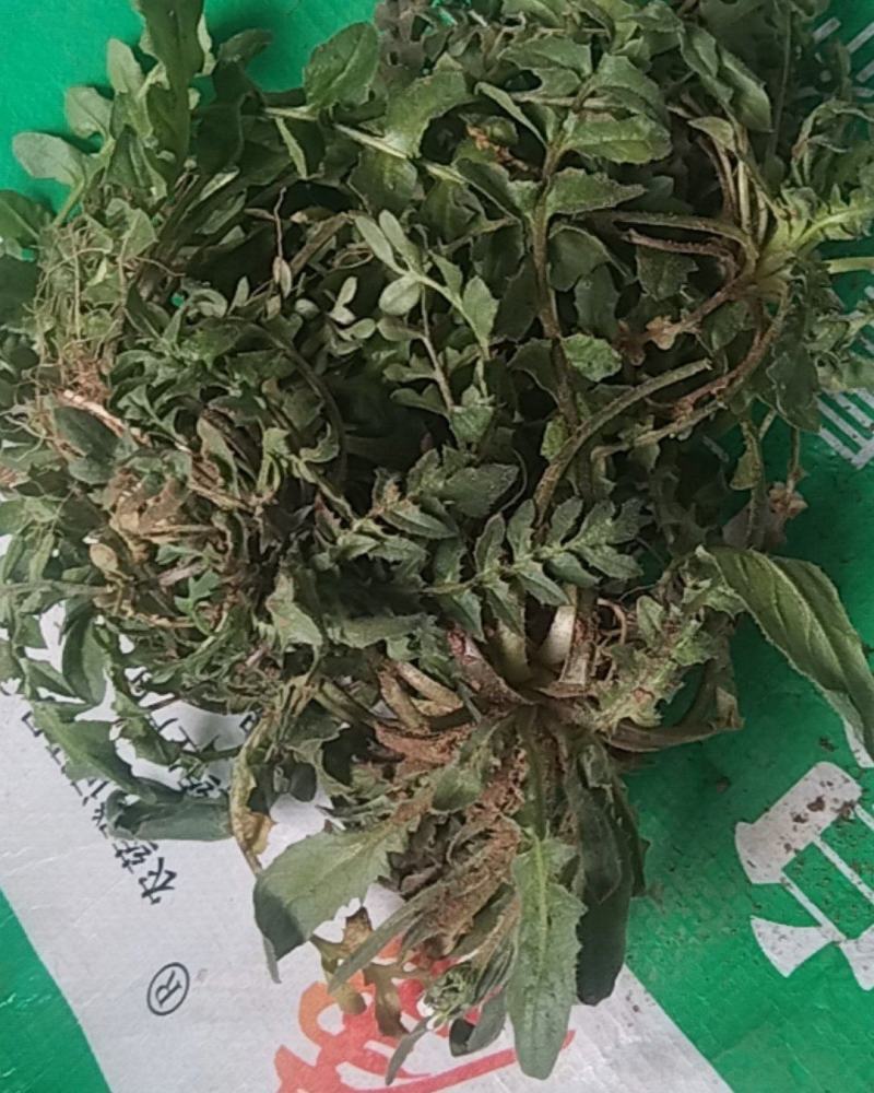精品荠菜
