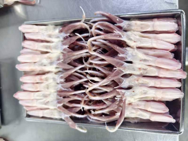 大鸭舌3吨