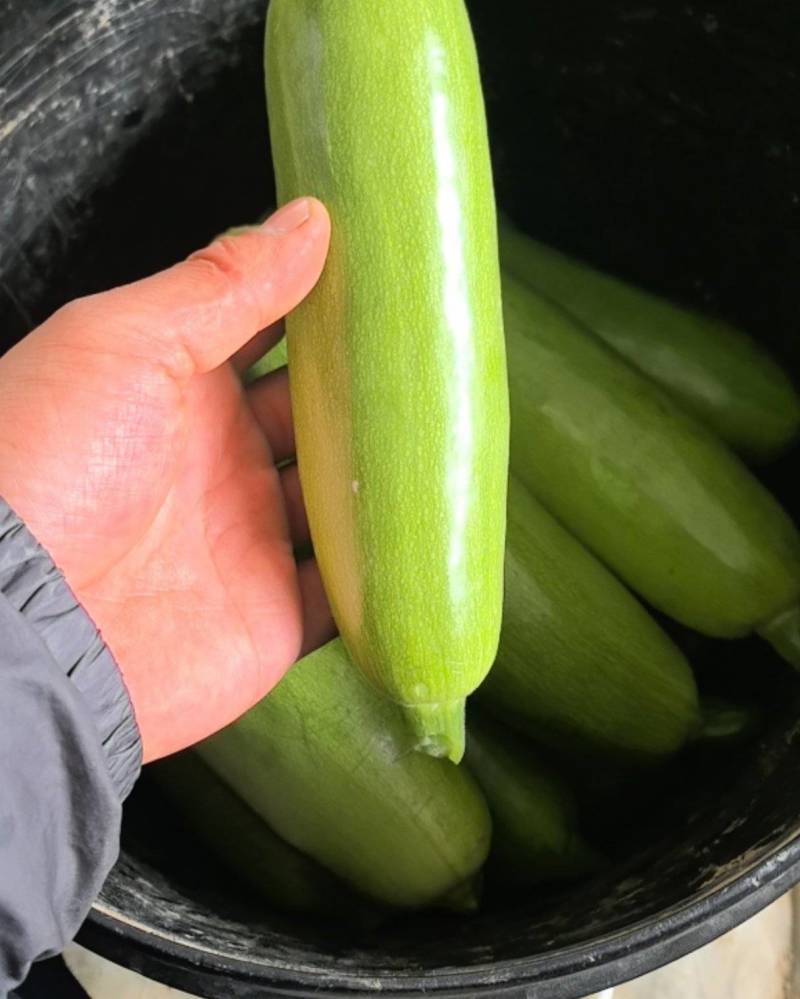 西葫芦