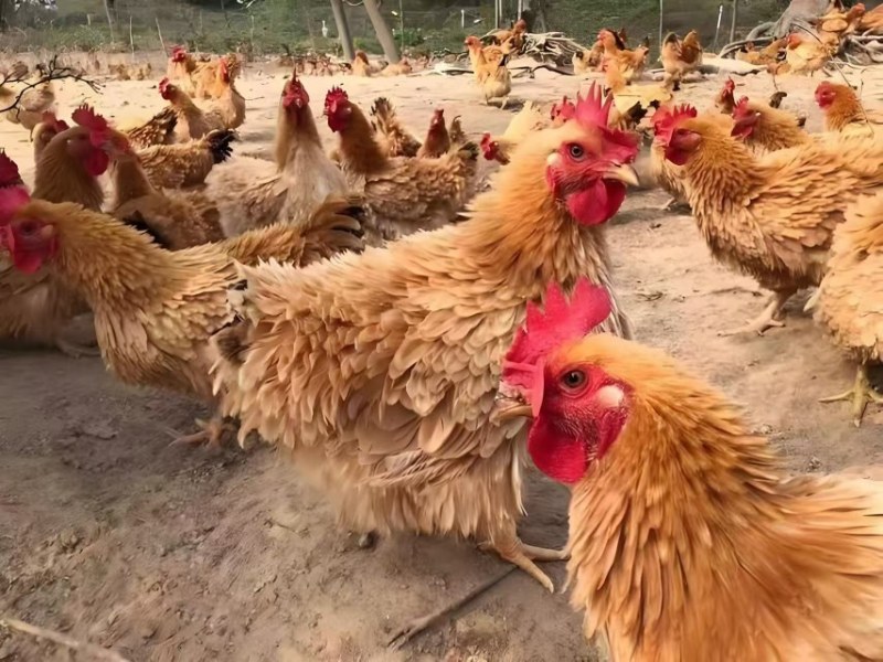 翻毛麒麟鸡（1斤左右）