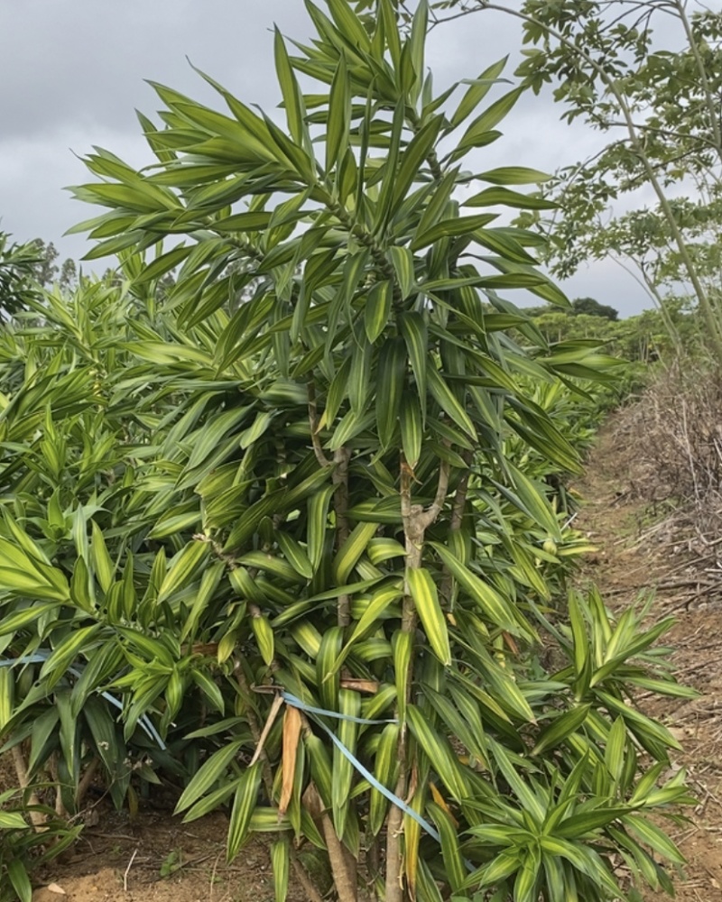 金心百合竹，大小规格都有，感兴趣的老板代价来咨询