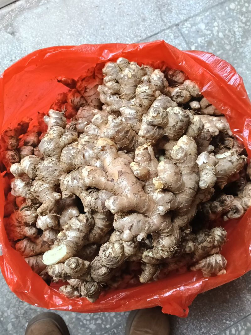 姜种，生姜市场货