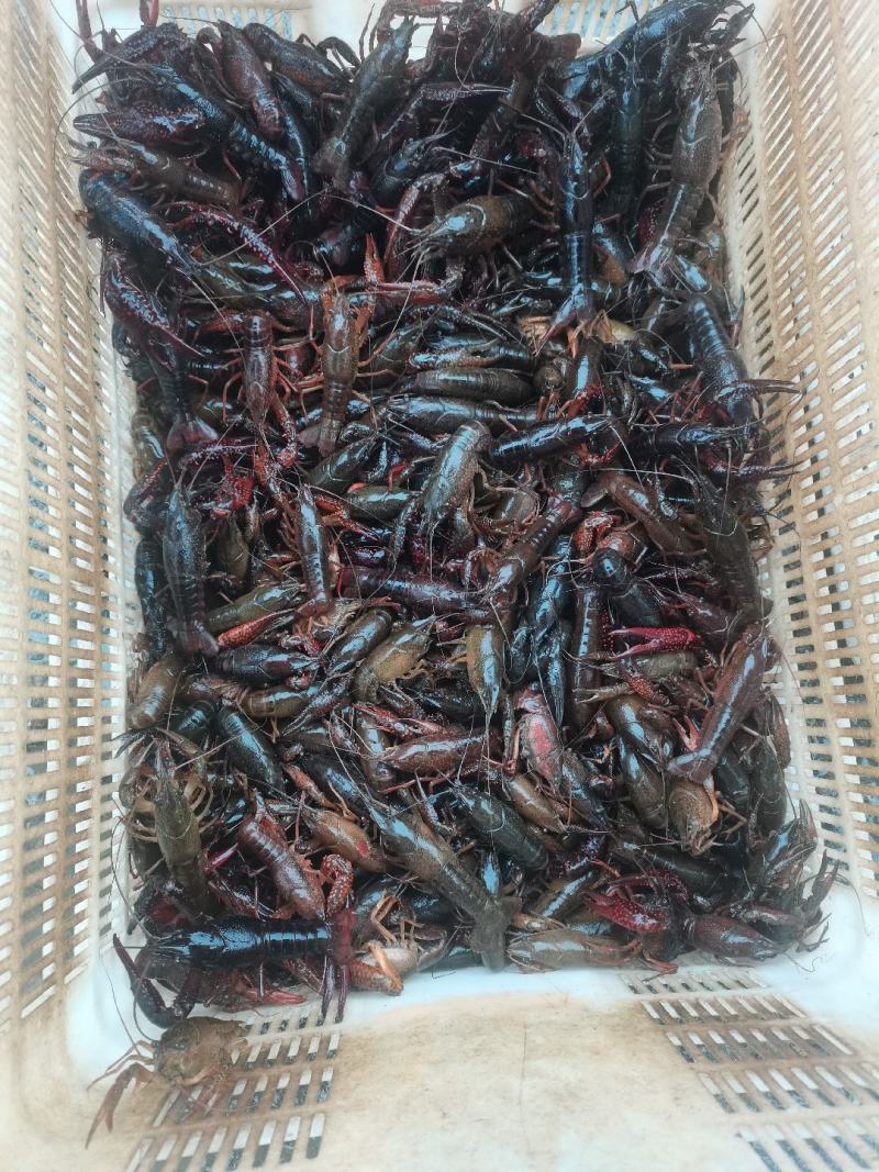 大龙虾出来了