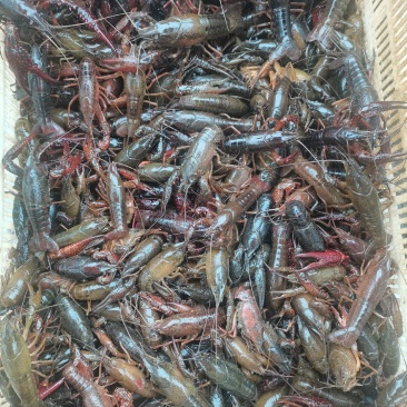 大龙虾出来了