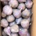 正宗大理紫皮独头蒜新蒜鲜蒜