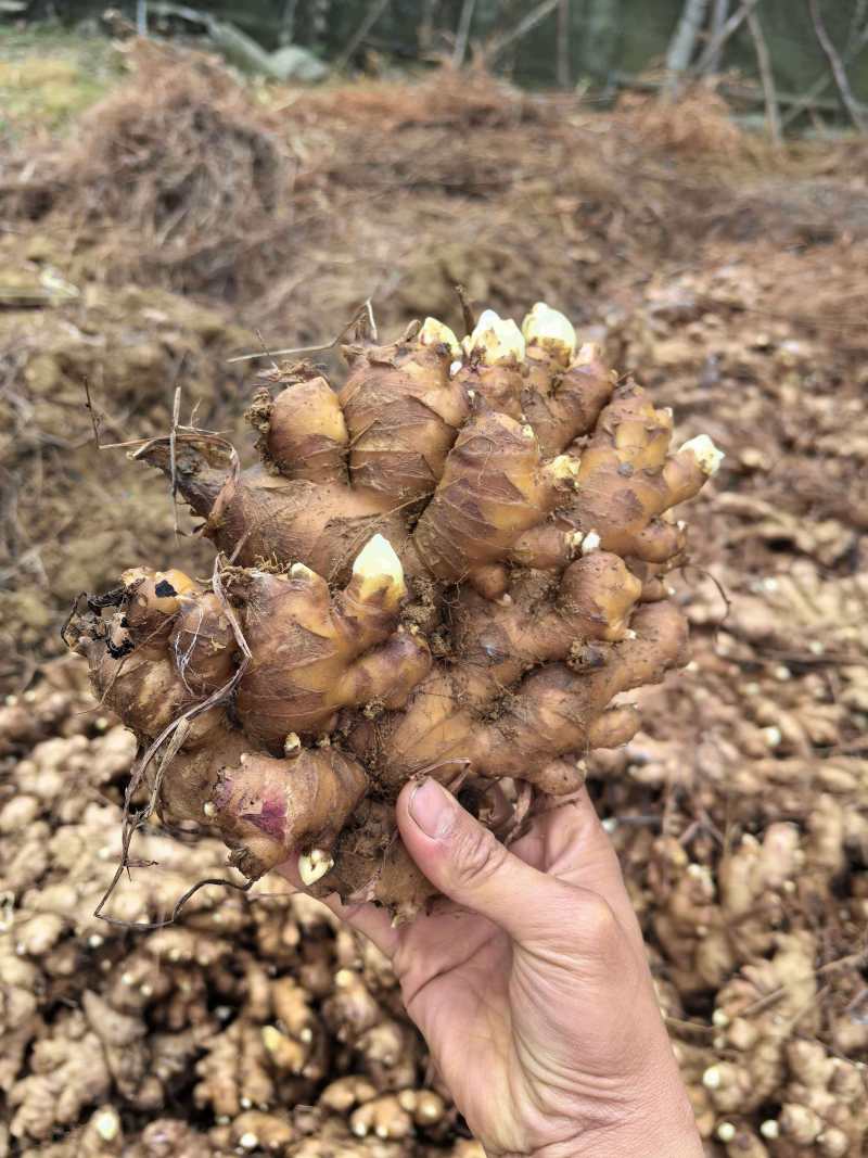 广东省清远市阳山县，火姜，黄姜