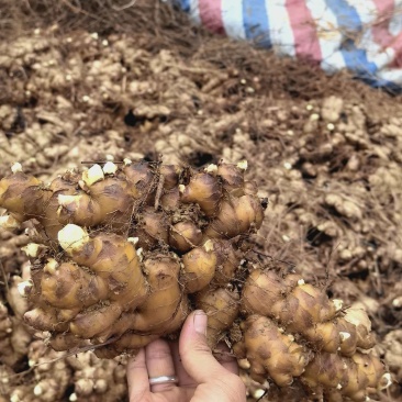 广东省清远市阳山县，火姜，黄姜