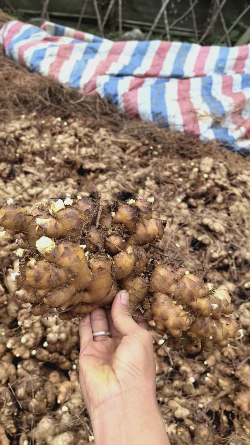 广东省清远市阳山县，火姜，黄姜