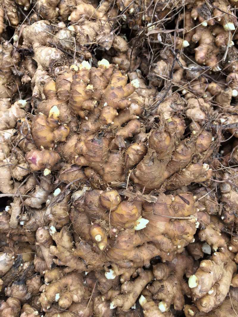广东省清远市阳山县，火姜，黄姜