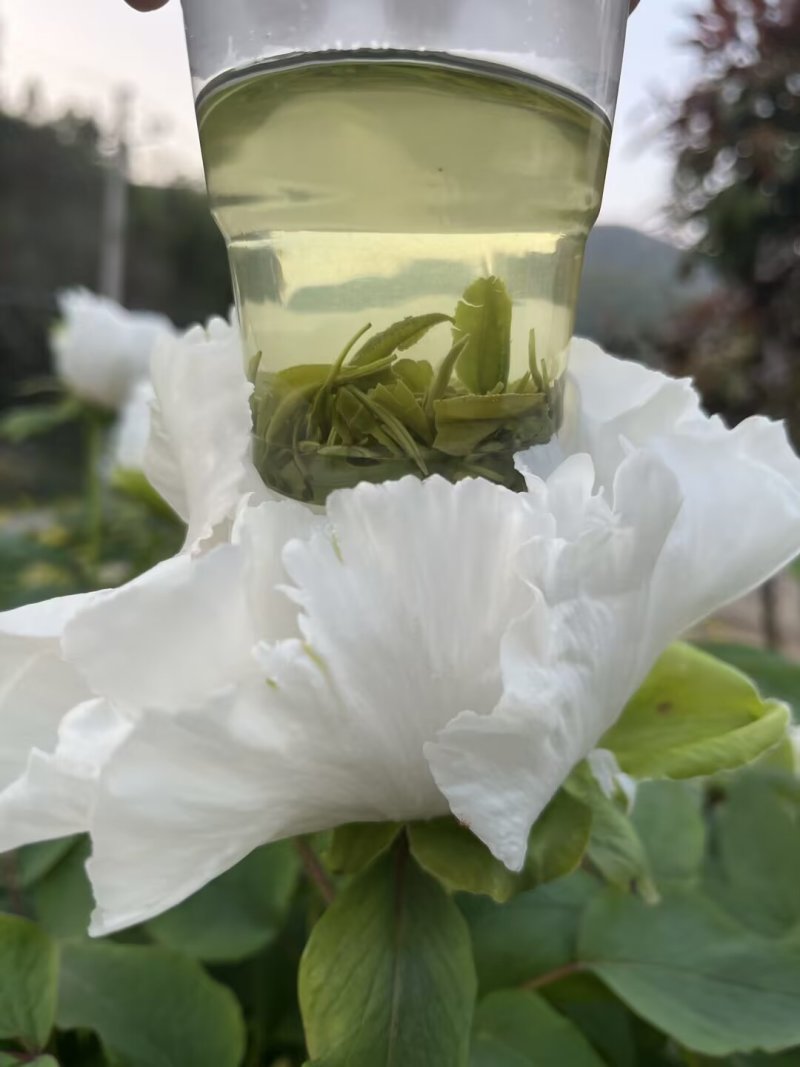 高山云雾茶