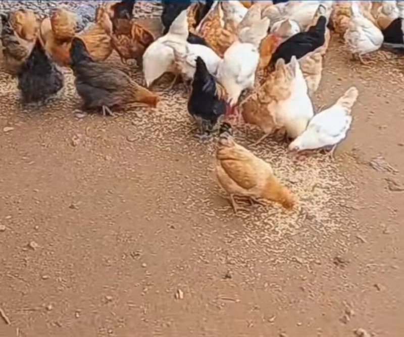 农家跑山鸡