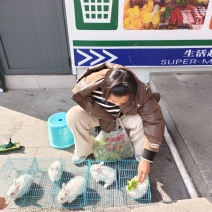 兔子