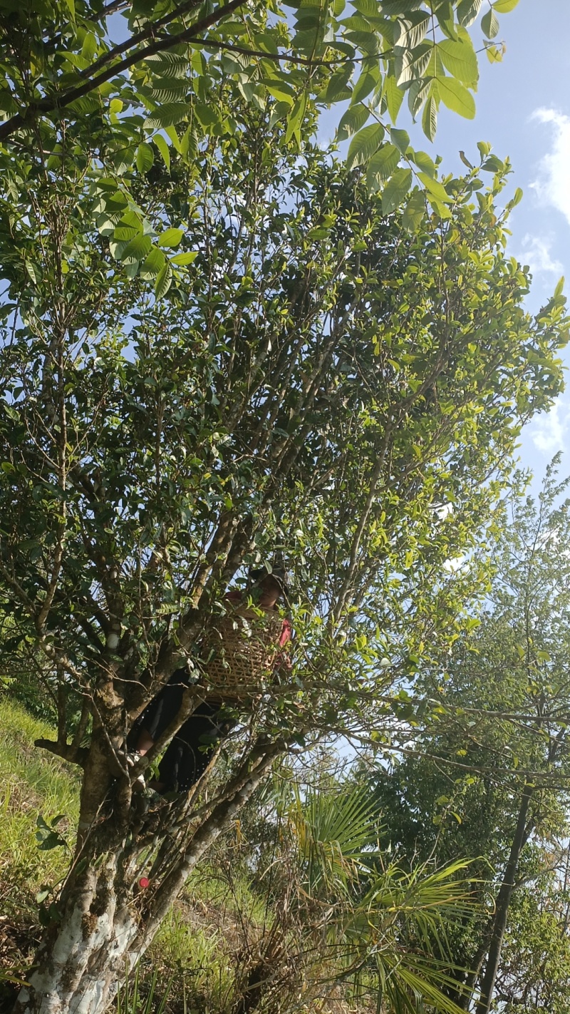 春茶古树茶叶