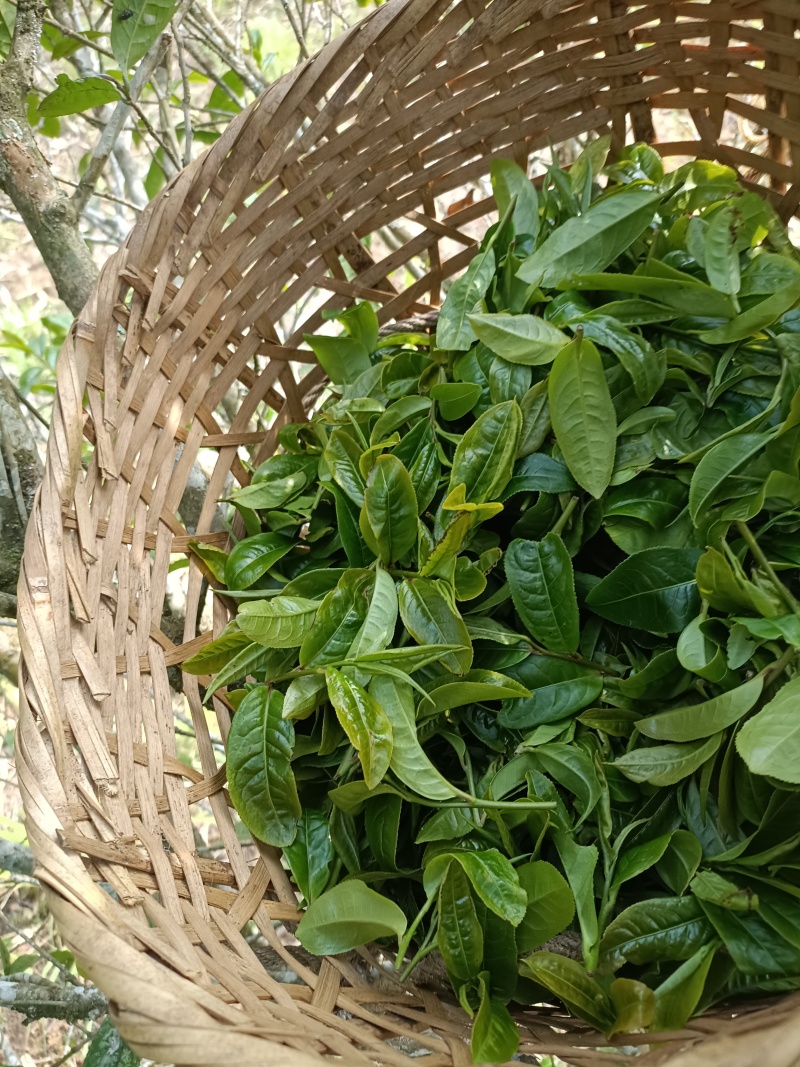 春茶古树茶叶