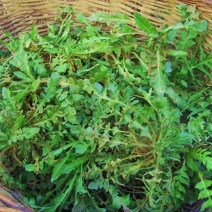 沂蒙山野生荠菜