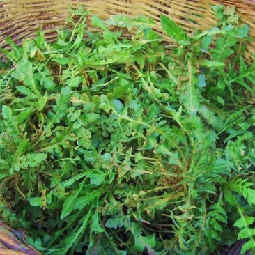 沂蒙山野生荠菜