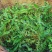 沂蒙山野生荠菜