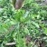 沂蒙山野生荠菜