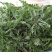 沂蒙山野生荠菜